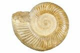 Polished Jurassic Ammonite (Perisphinctes) - Madagascar #256016-1